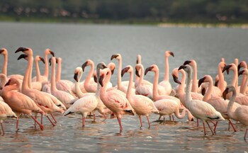 Muthu Lake Naivasha Country Club, Naivasha