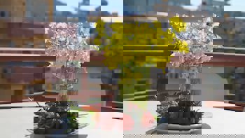 Baronessa Apart Hotel