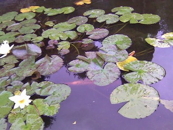 Anand Lodge