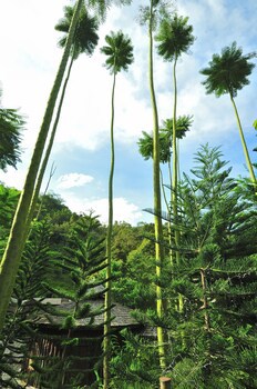 Fig Tree Hill Resort