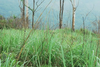 Green Spaces Munnar