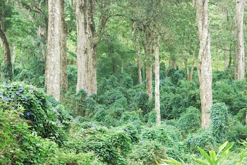 Green Spaces Munnar