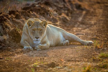 African Hills Safari Lodge & Spa