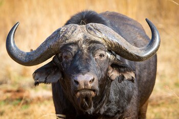 African Hills Safari Lodge & Spa