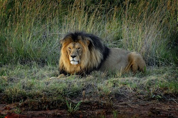 African Hills Safari Lodge & Spa