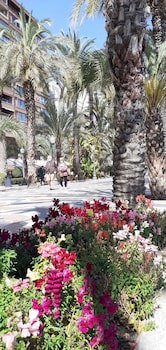 Alicante San Nicolas