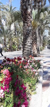 Alicante San Nicolas