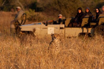 Amakhosi Safari Lodge And Spa