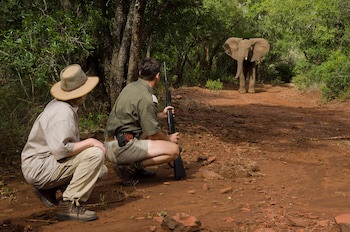 Amakhosi Safari Lodge And Spa