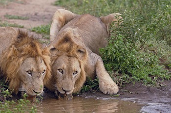 Amakhosi Safari Lodge And Spa