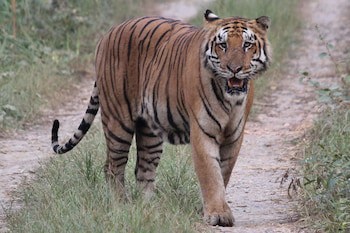 Jungle Wildlife Camp