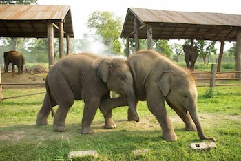 Jungle Wildlife Camp