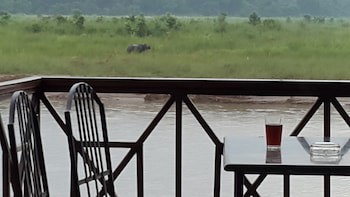 Jungle Wildlife Camp