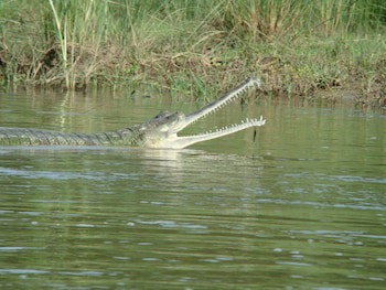 Jungle Wildlife Camp