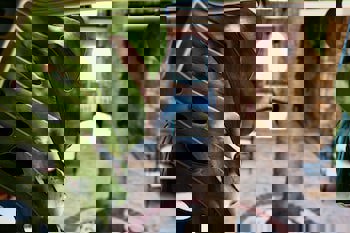 Villa Tamara 12 Adult Hotel