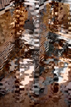 Villa Tamara 12 Adult Hotel