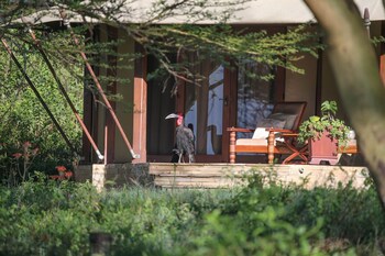Lake Elmenteita Serena Camp