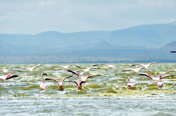 Lake Elmenteita Serena Camp
