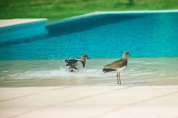 Amerian Villa Maria Park Hotel