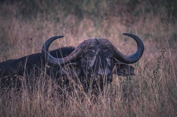 Buckler's Africa