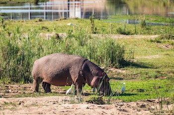 Buckler's Africa