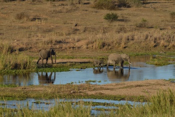 Buckler's Africa