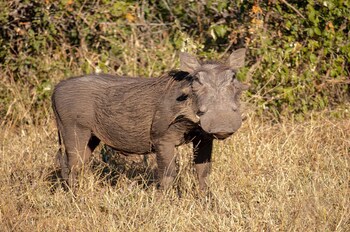 Buckler's Africa