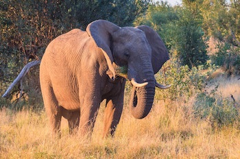 Buckler's Africa
