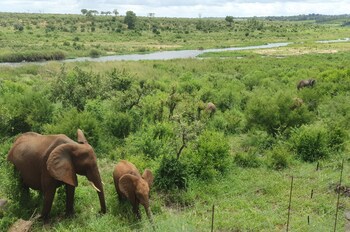 Buckler's Africa