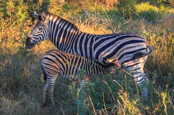 Buckler's Africa