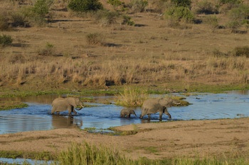 Buckler's Africa