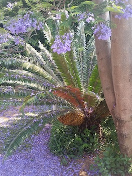 Constantia Manor Guest House