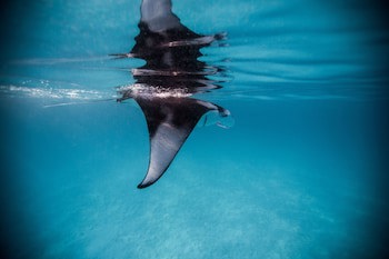 Dusit Thani Maldives