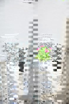 Albinas Hotel Old City