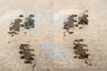 Panareti Coral Bay Hotel