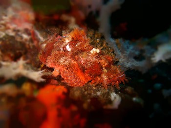 Badladz Beach And Dive Resort