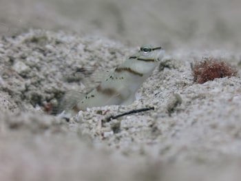 Badladz Beach And Dive Resort