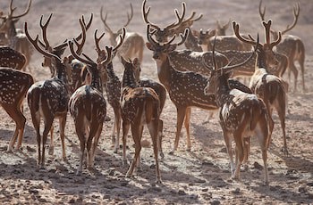 Anantara Sir Bani Yas Island Al Yamm Villa Resort - Adults Only