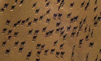 Anantara Sir Bani Yas Island Al Yamm Villa Resort - Adults Only