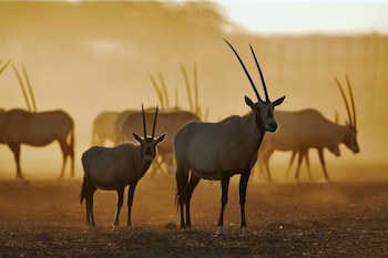 Anantara Sir Bani Yas Island Al Yamm Villa Resort - Adults Only