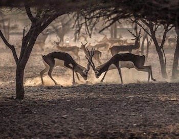 Anantara Sir Bani Yas Island Al Yamm Villa Resort - Adults Only