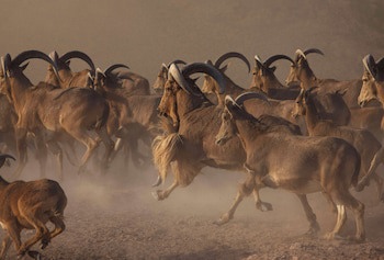 Anantara Sir Bani Yas Island Al Yamm Villa Resort - Adults Only