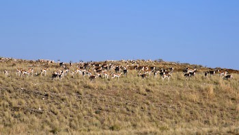 Corona Guest Farm