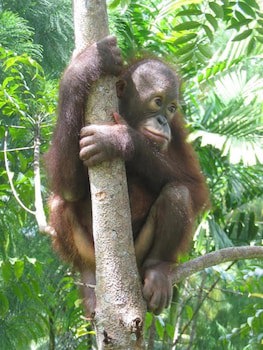 Sepilok Jungle Resort
