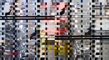 Sub Karakoy - Special Category