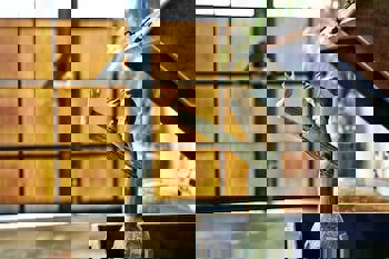 Sub Karakoy - Special Category