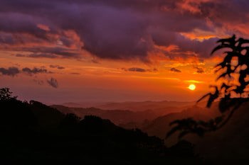 Ficus Sunset Suites