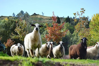Quinta Da Mata