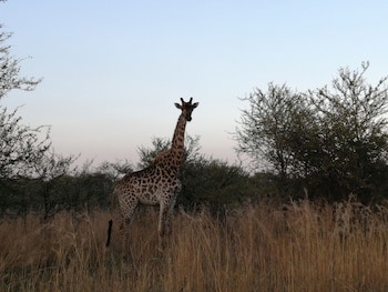 Ditholo Game Lodge