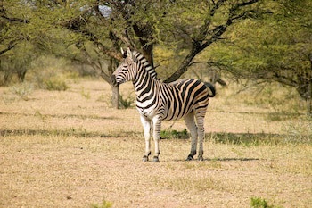 Ditholo Game Lodge